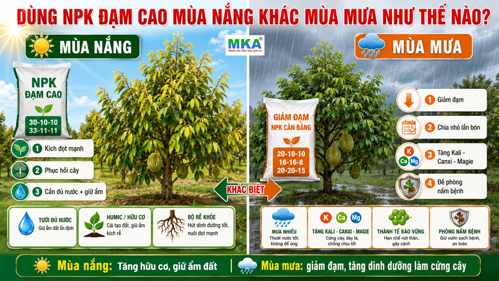 Dùng NPK đạm cao mùa nắng khác mùa mưa như thế nào?